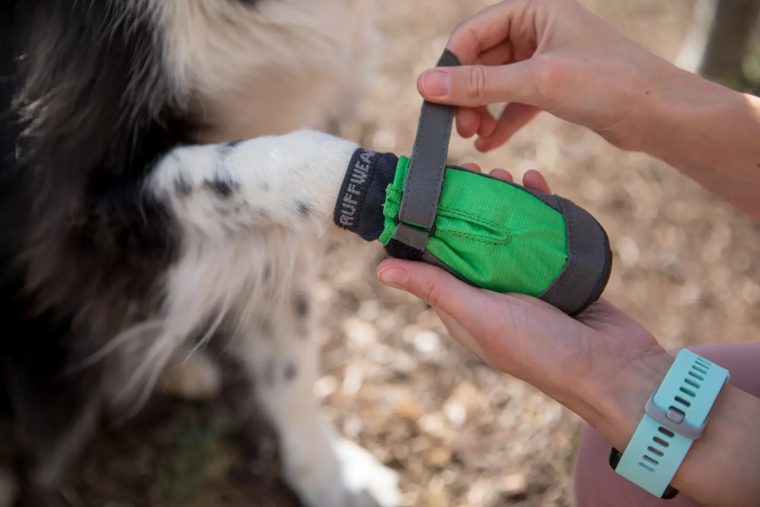 How to Train Your Dog to Wear Boots in Winter